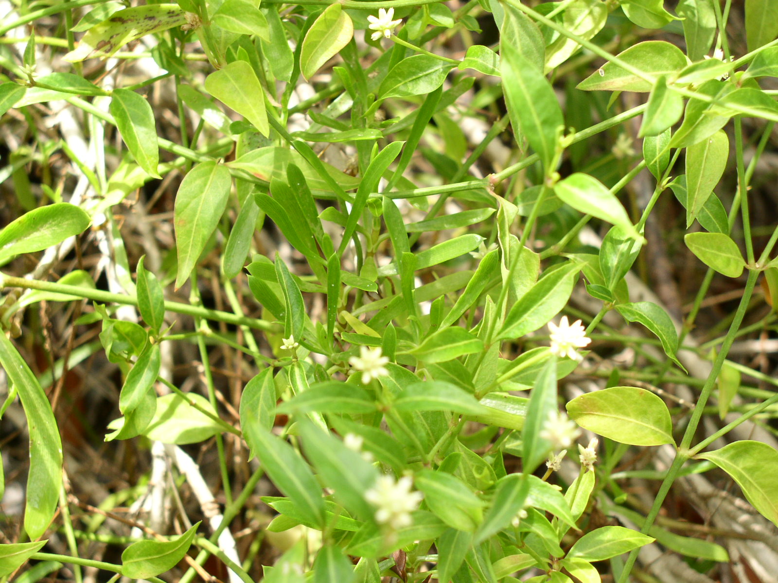 photo1